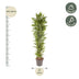 Dracaena Cintho, 210 cm, verzweigt, mit buntem Rand Bild 2