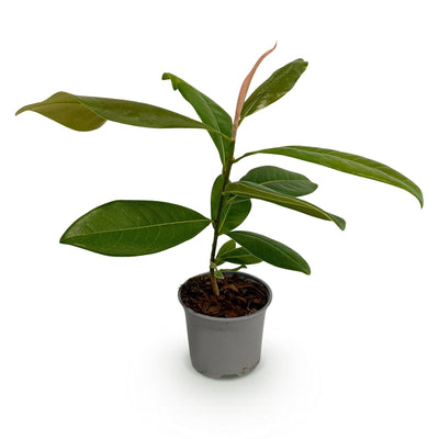 GreenboutiQ Magnolia grandiflora, Immergrün, Weiß, Topf 12cm, Höhe 30cm