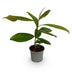 GreenboutiQ Magnolia grandiflora, Evergreen, White, 12cm pot, 30cm height Bild 2