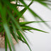 Dracaena Marginata (Drachenblutbaum) 95cm mit grauem Topf Bild 4