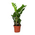ZZ-Pflanze (Zamioculcas Zamiifolia) - Ø12cm - ↕40cm Bild 1