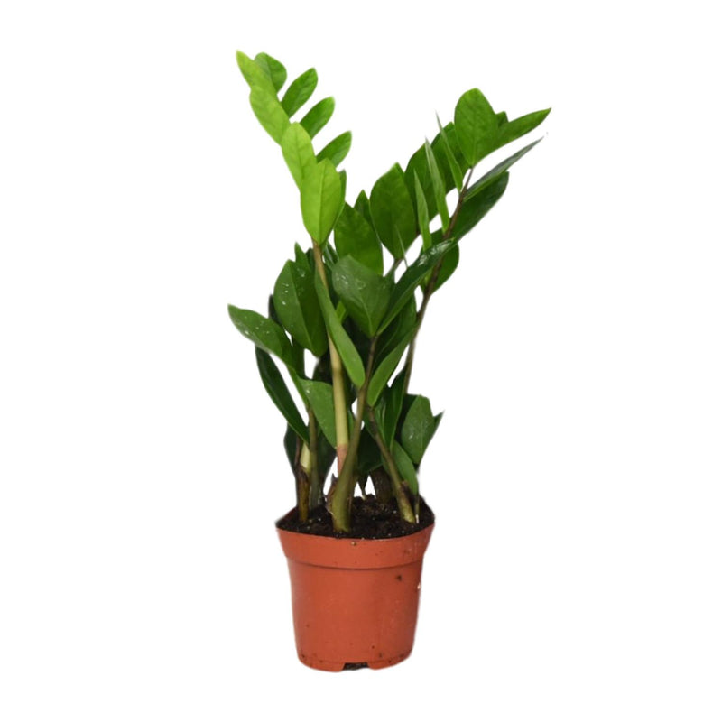 ZZ-Pflanze (Zamioculcas Zamiifolia) - Ø12cm - ↕40cm