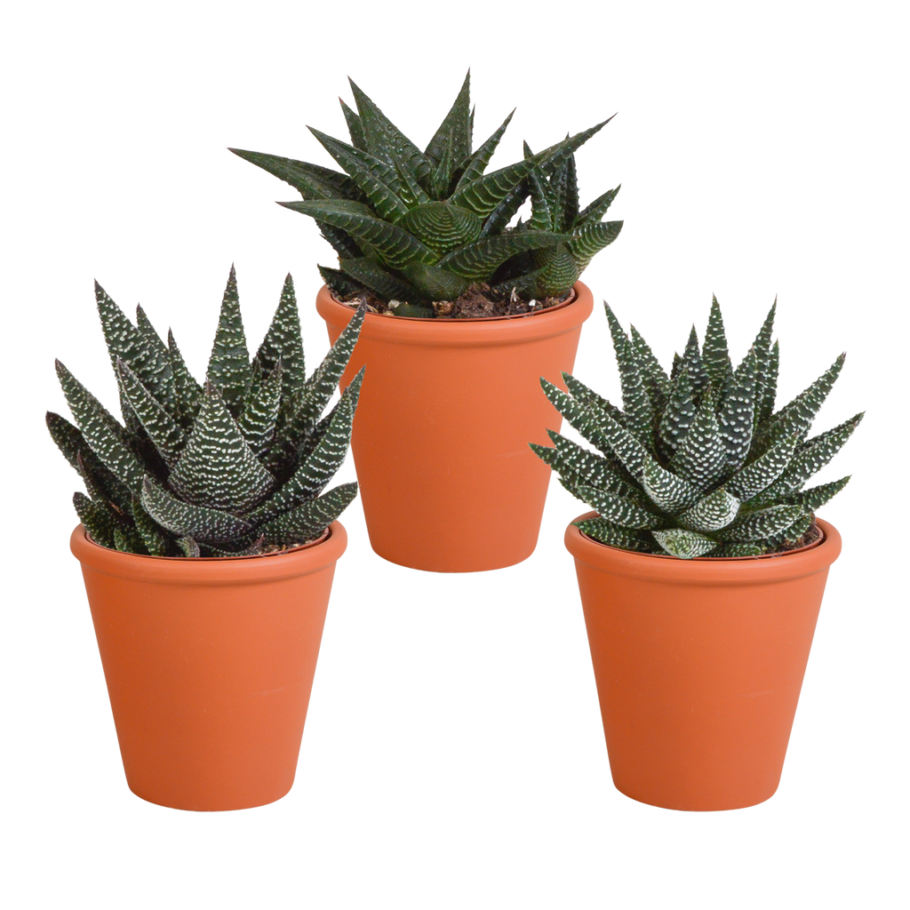 Gasteria/Haworthia-Mischung 8,5cm - 3x - in terracotta pot