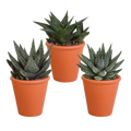 Gasteria/Haworthia-Mischung 8,5cm - 3x - in terracotta pot