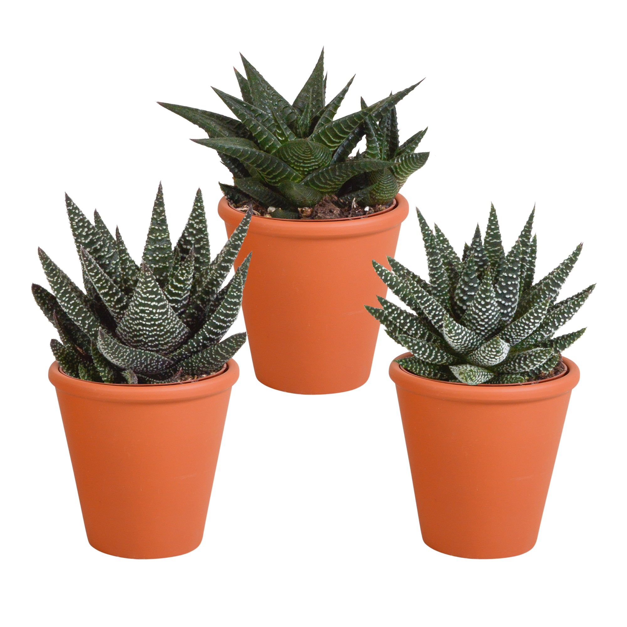 Gasteria/Haworthia-Mischung 8,5cm - 3x - in terracotta pot