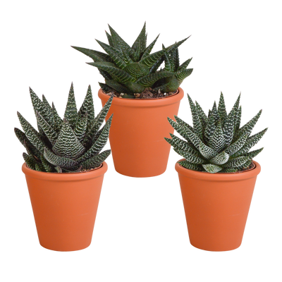 Gasteria/Haworthia Mischung 8,5cm - 3 Pflanzen im Terrakottatopf