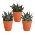 Gasteria/Haworthia Mischung 8,5cm - 3 Pflanzen im Terrakottatopf Bild 1