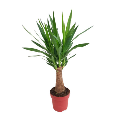 Yucca "Maya Tree" 30 Stamm P19 - Ø19cm - ↕80cm