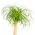 Beaucarnea Recurvata Stamm Ø24cm, 80-100cm - Elefantenfuß Bild 5