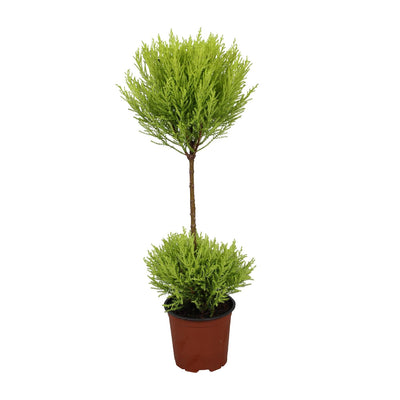 Cupressus Goldcrest Wilma Zypresse, Ø14cm, ↕60cm