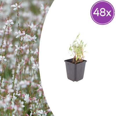 48x Gaura lindheimeri Prachtkerze (10-25cm, Ø9cm)