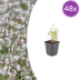 48x Gaura lindheimeri Prachtkerze (10-25cm, Ø9cm) Bild 1