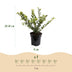 Green boutiQ - 16x Ilex crenata Golden Gem - Japanische Stechpalme - Heckenpflanzen - Immergrün - Gelb - Topf 9cm - Höhe 20-30cm Bild 4