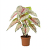 Künstliche Caladium weiß/pink, 57cm – Tropische Eleganz ohne Pflege Bild 1