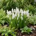 50x Muscari White Magic - Weiße Traubenhyazinthe Zwiebeln (Größe 6/7) Bild 2