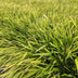 Japanisches Waldgras 'Hakonechloa macra' (10-25cm, Ø9cm) Bild 6