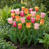 24x Tulipa Ballade Mix - Frühblüher Zwiebeln, Größe 11/12 Bild 2