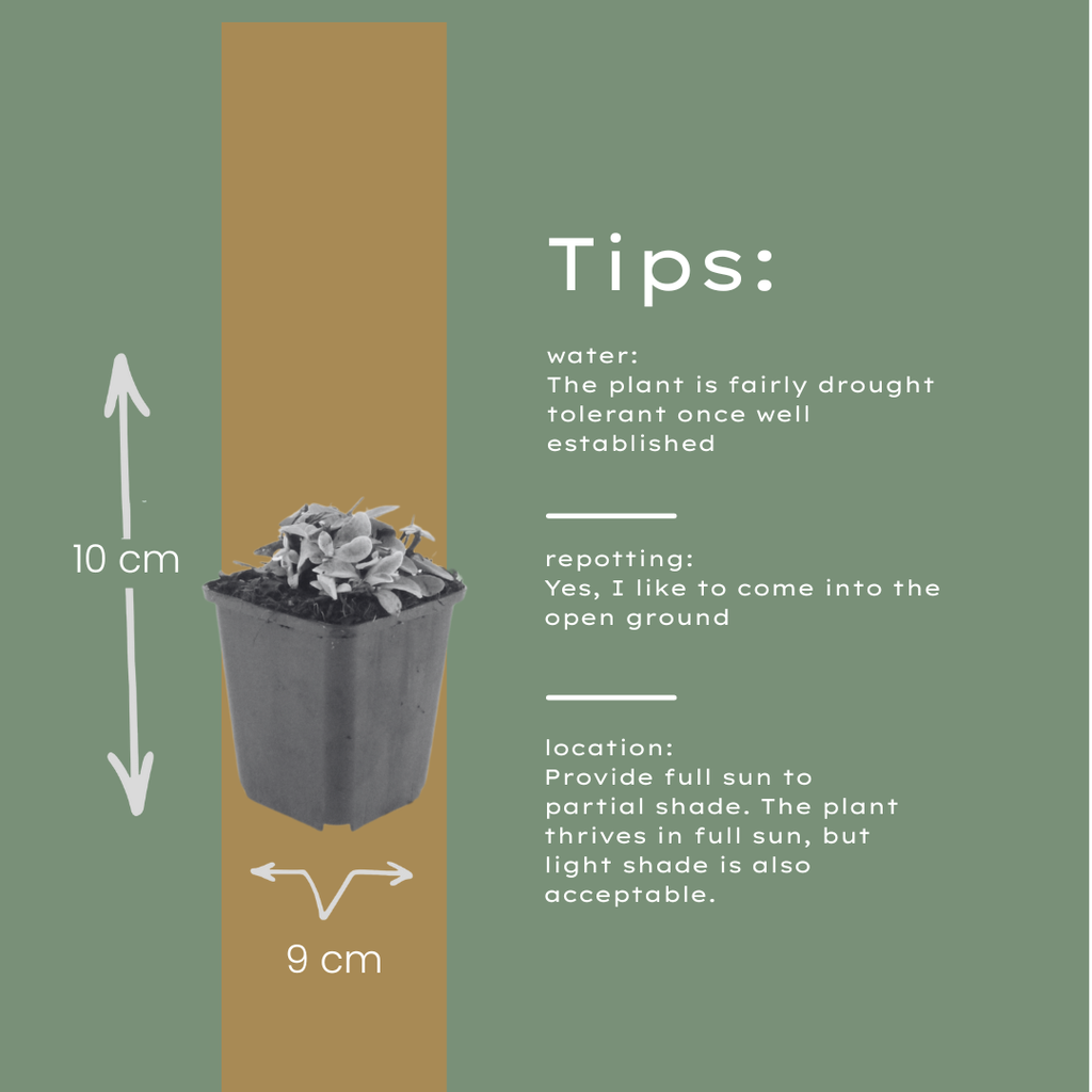 12x Anaphalis triplinervis - 10-25cm - Ø9cm