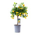 Zitrus Calamondin Pflanze Ø15cm - ↕45cm: Duftende Blüten & Mini-Orangen Bild 1