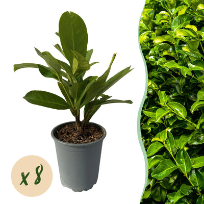 GreenboutiQ Kirschlorbeer Rotundifolia: 8 Heckenpflanzen (1m)