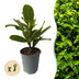 GreenboutiQ Kirschlorbeer Rotundifolia: 8 Heckenpflanzen (1m) Bild 1