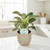 Philodendron Birkin - Ø14cm - H25cm - Pflegeleicht & Dekorativ Bild 3