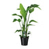 Strelitzia Nicolai (Bird of Paradise) - Ø19cm, ↕90cm Bild 1