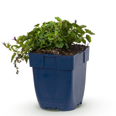 Green boutiQ - Perennials - Campanula posch. Stella - Peach-leaved bellflower - Groundcover - Purple - 1 plant - Pot 11cm - Height 15-25cm