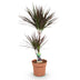 Dracaena Magenta: pflegeleichte Zimmerpflanze mit roten Stämmen Bild 2