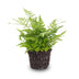 Athyrium spicatum Farn: Perfekt für Terrarien & Zimmer Bild 2
