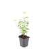48x Anise Hyssop 'Black Adder' - Perennials for Sunny Gardens Bild 2