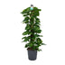 Scindapsus (Epipremnum) Pflanze, 120cm hoch, Ø24cm Topf Bild 1