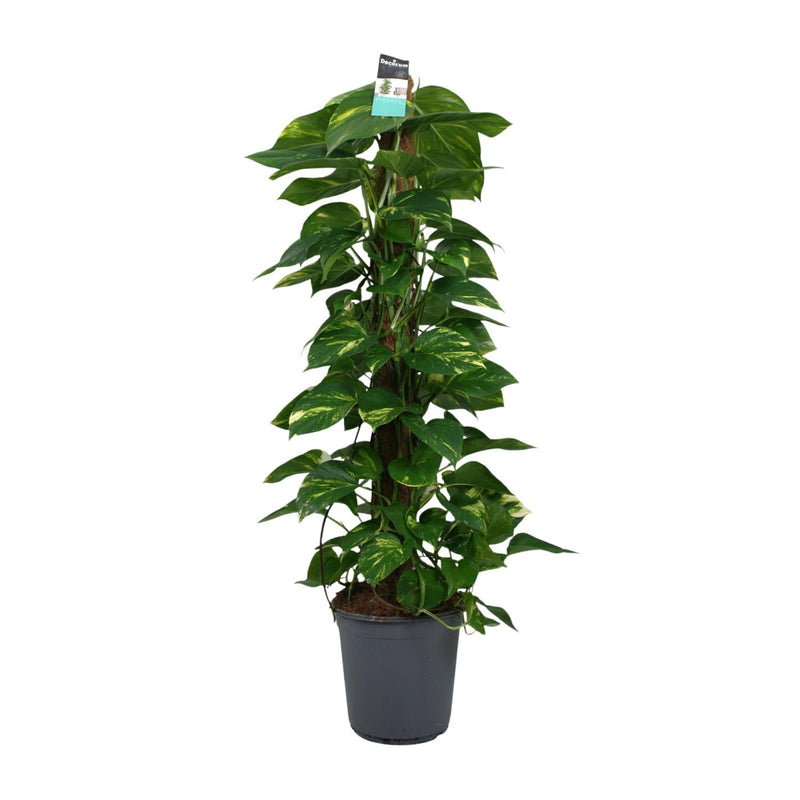 Scindapsus (Epipremnum) Pflanze, 120cm hoch, Ø24cm Topf