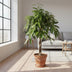 Ficus Amstel King geflochten, 140 cm – Elegante Zimmerpflanze Bild 5