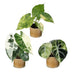 3x Alocasia Tricolour Variegata Baby - Ø6cm - Tropisches Trio Bild 2