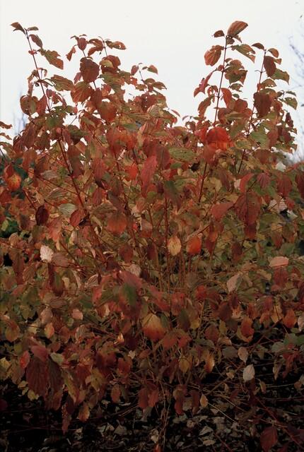 12x Cornus 'Midwinter Fire' - 10-25cm - Topf Ø9cm