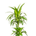 Dracaena Deremensis Lisa Ø19cm - ↕70 - 90cm Bild 2