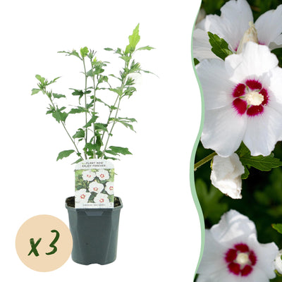 Hibiskus 'Red Heart' - 3 Pflanzen - Weiß-Rot - 45cm