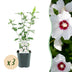 Hibiscus 'Red Heart' - 3 Plants - White-Red - 45cm Bild 1