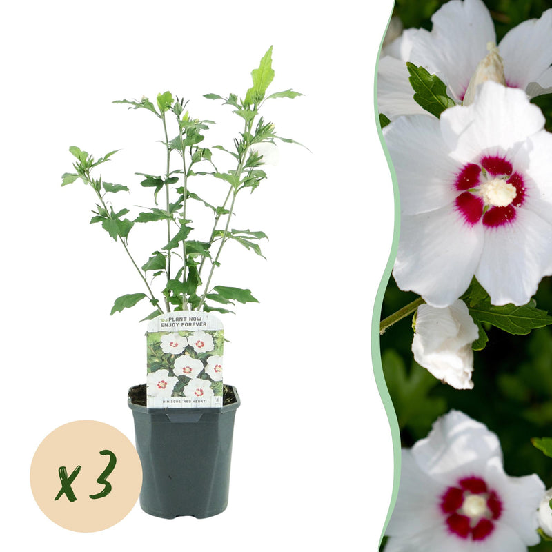 Hibiscus 'Red Heart' - 3 Plants - White-Red - 45cm