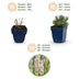 Green boutiQ - Perennials - Lavandula ang. Rosea - Lavender - Fragrances - Pink - 12 Plants - Pot 11cm - Height 15-25cm Bild 4