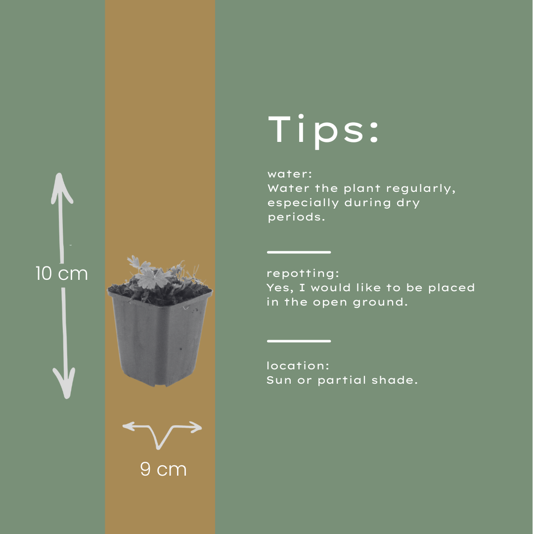 12x Geranium sang. 'Max Frei' - ↕10-25cm - Ø9cm