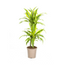Dracaena Lemon Lime Ø19cm - 70-90cm Bild 1