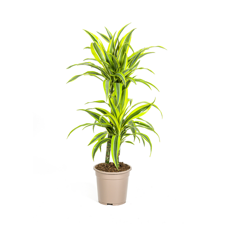 Dracaena Lemon Lime Ø19cm - 70-90cm