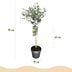 Eucalyptus gunni 'Azura'®: Immergrüne Terrasse- & Kübelpflanze mit Duft Bild 3