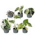Baby Variegata Mix: 6 exotische Zimmerpflanzen im 6cm Topf Bild 2