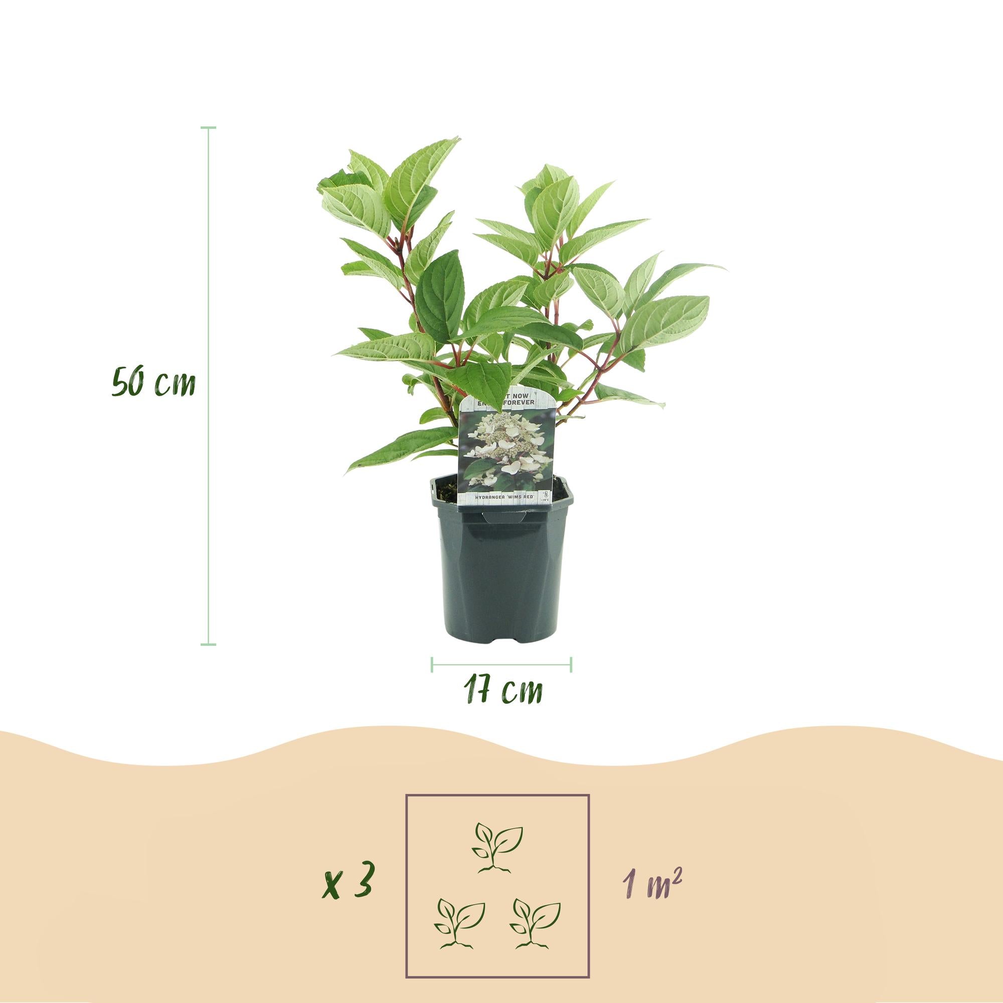 GreenboutiQ - Rispenhortensie - Hydrangea panniculata Wims Red - Blüte Weiß Rot - 1 Pflanze - Laubabwerfend - Große Blüten - Topf 17cm Höhe 50cm