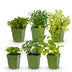Green boutiQ - Stauden - Beetpakket - Teekräuter - Verschiedene - Sorten und Farben - 6 Pflanzen - Topf 11cm - Höhe 15-25cm Bild 2