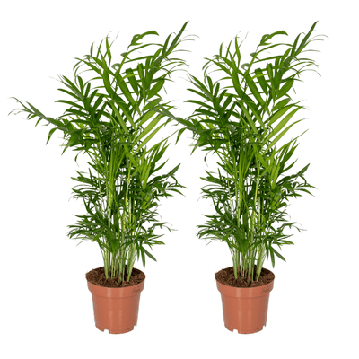 Chamaedorea Elegans (Mexikanische Bergpalme), 2er Pack, Ø12cm