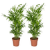 Chamaedorea Elegans (Mexikanische Bergpalme), 2er Pack, Ø12cm Bild 1